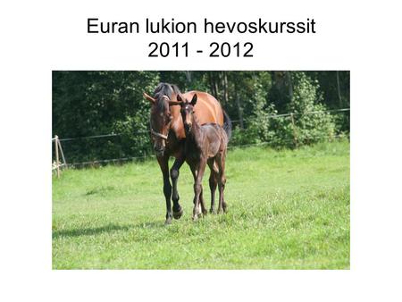 Euran lukion hevoskurssit 2011 - 2012. (RT1) Hevosen kanssa – peruskurssi Sis ä lt ö ja tavoitteet: Ruokinnan perusteet (teoria 2 x 2h koululla + k ä.