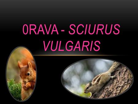0rava - Sciurus vulgaris