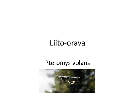 Liito-orava Pteromys volans.