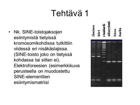 Tehtävä 1 Nk. SINE-toistojaksojen esiintymistä tietyissä kromosomikohdissa tutkittiin viidessä eri nisäkäslajissa. (SINE-toisto joko on tietyssä kohdassa.
