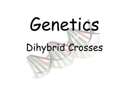 Genetics Dihybrid Crosses.