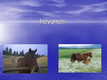 Hevonen. Hevosten hoito Hevonen tarvitsee 3 kertaa päivässä ruoan Hevonen tarvitsee 3 kertaa päivässä ruoan hevonen tarvitsee liikuntaa päivittäin hevonen.