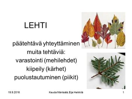 LEHTI päätehtävä yhteyttäminen muita tehtäviä: varastointi (mehilehdet) kiipeily (kärhet) puolustautuminen (piikit) 19.9.2016Keuda Mäntsälä, Eija Heikkilä1.