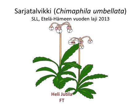 Sarjatalvikki (Chimaphila umbellata) SLL, Etelä-Hämeen vuoden laji 2013 Heli Jutila FT.