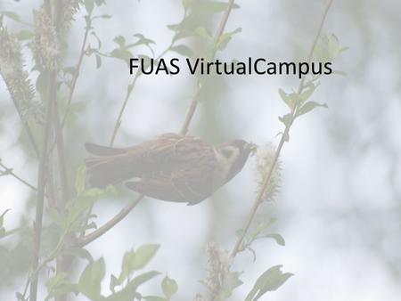 FUAS VirtualCampus. Peer learningPractical Motivating Stimulating Pleasant environmet Open Learning Environmet.