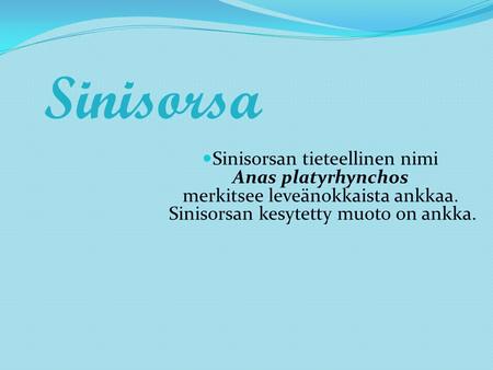 Sinisorsa Sinisorsan tieteellinen nimi Anas platyrhynchos merkitsee leveänokkaista ankkaa. Sinisorsan kesytetty muoto on ankka.