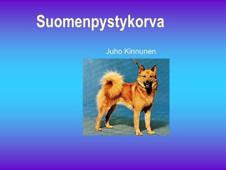 Suomenpystykorva Juho Kinnunen.