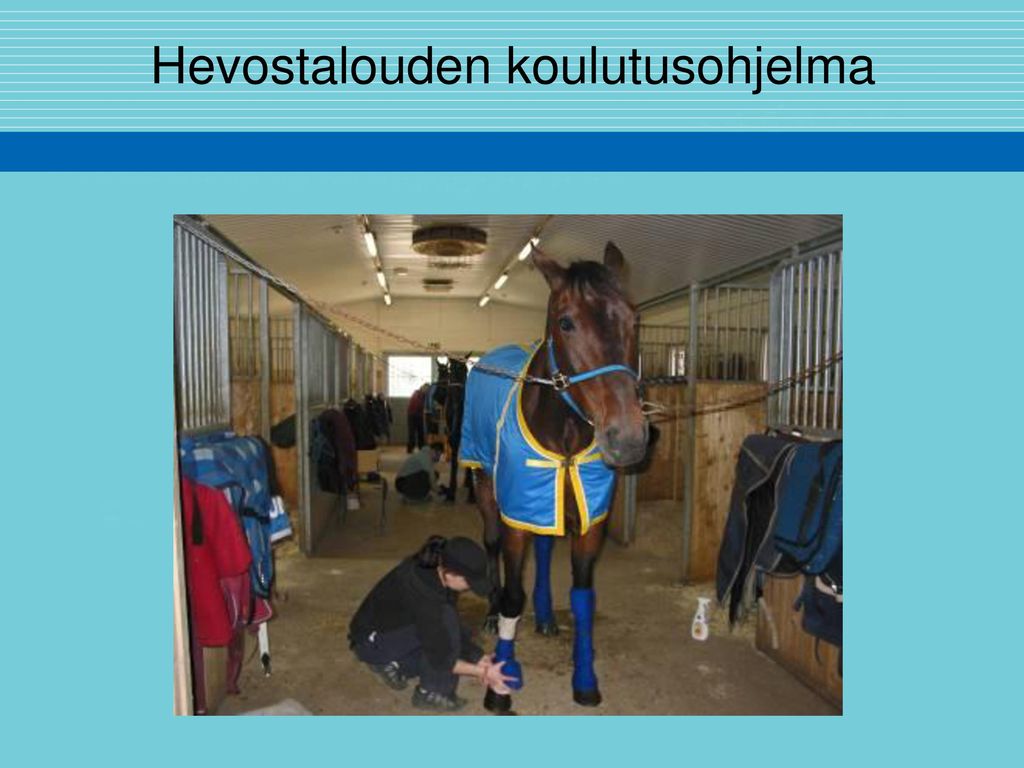 Hevostalouden koulutusohjelma