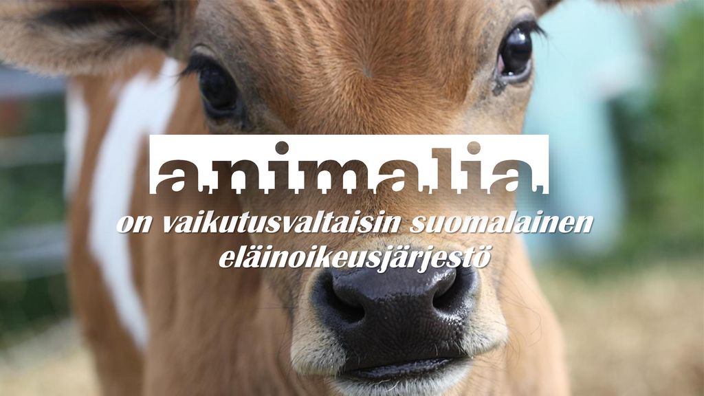 on vaikutusvaltaisin suomalainen eläinoikeusjärjestö