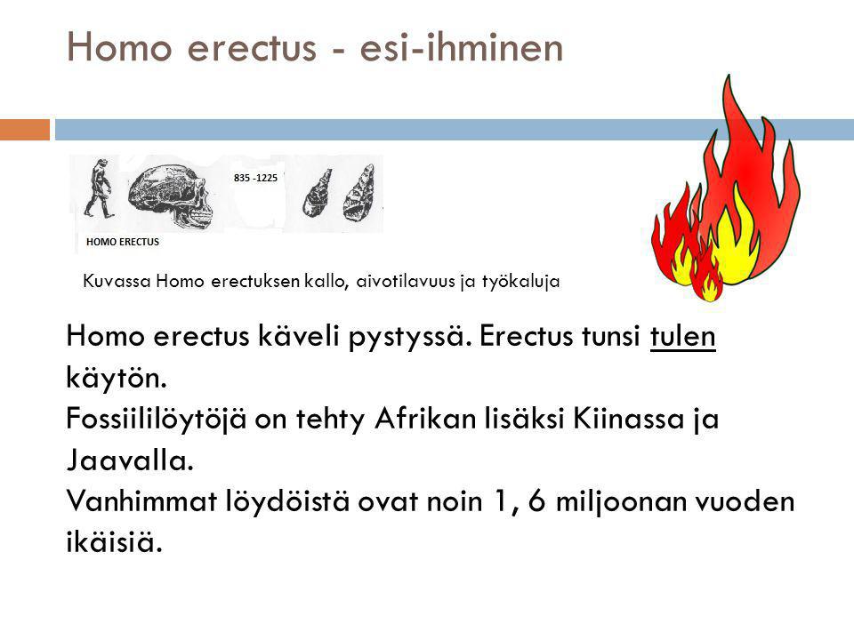 Homo erectus - esi-ihminen
