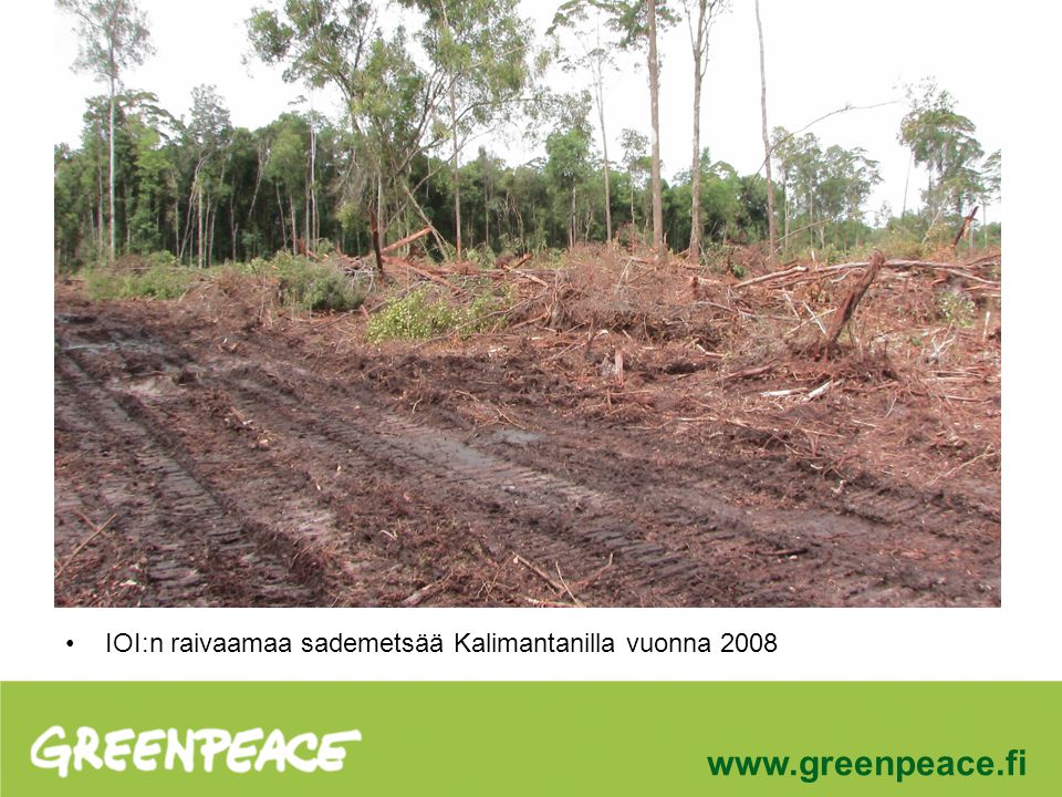IOI:n raivaamaa sademetsää Kalimantanilla vuonna 2008