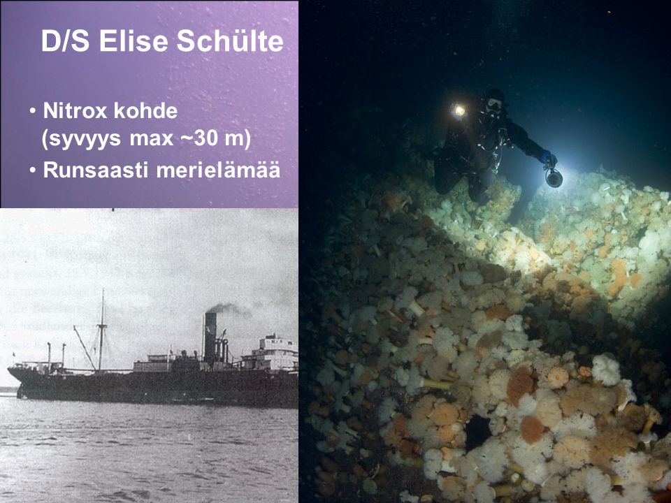 D/S Elise Schülte Nitrox kohde (syvyys max ~30 m) Runsaasti merielämää
