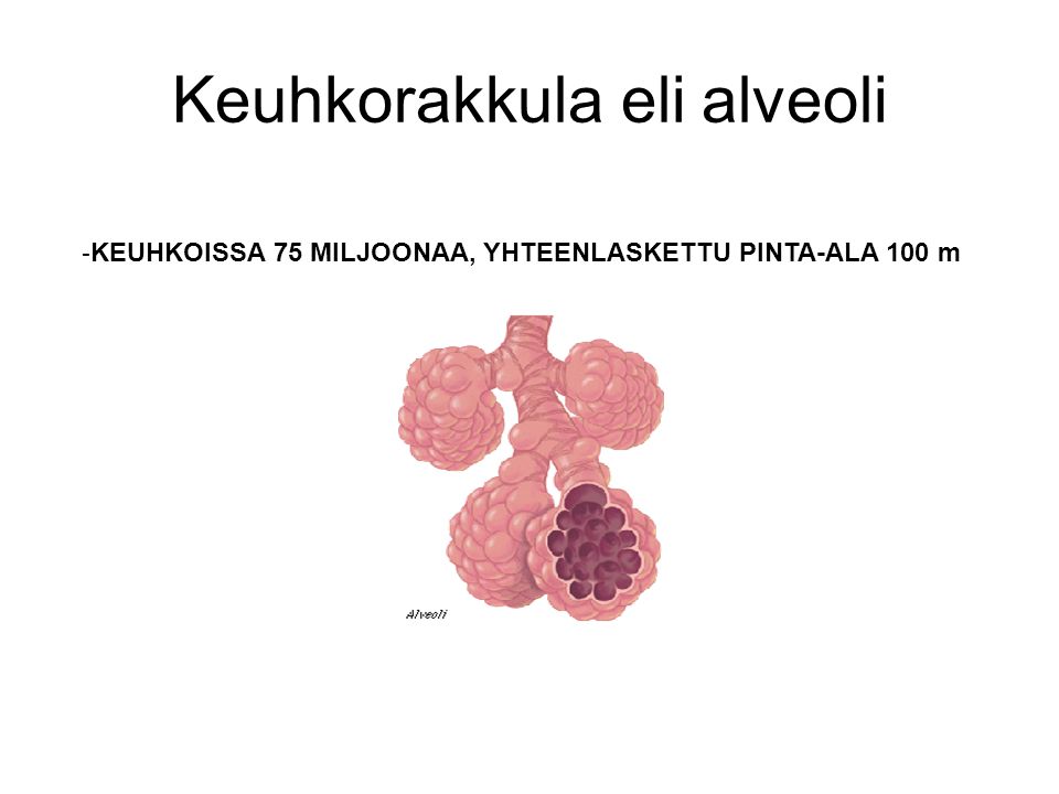 Keuhkorakkula eli alveoli