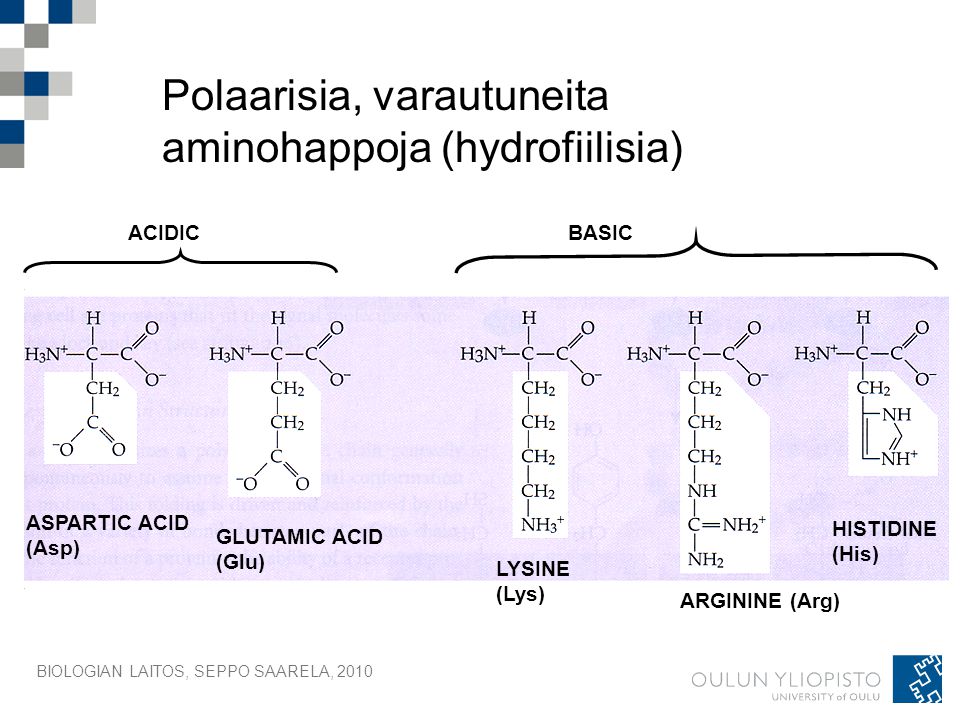 Polaarisia, varautuneita aminohappoja (hydrofiilisia)