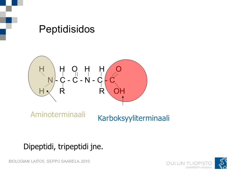 Peptidisidos H H O H H O N - C - C - N - C - C H R R OH