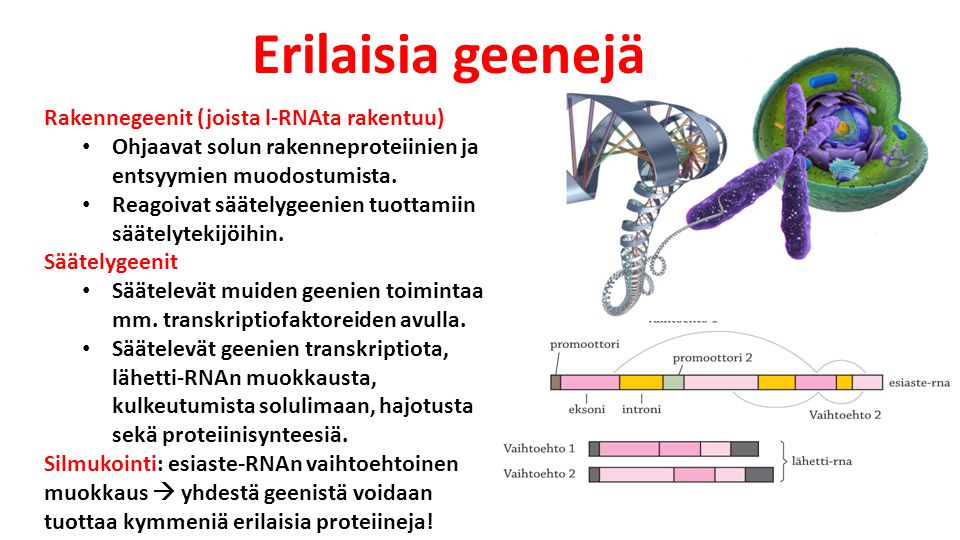 Erilaisia geenejä Rakennegeenit (joista l-RNAta rakentuu)