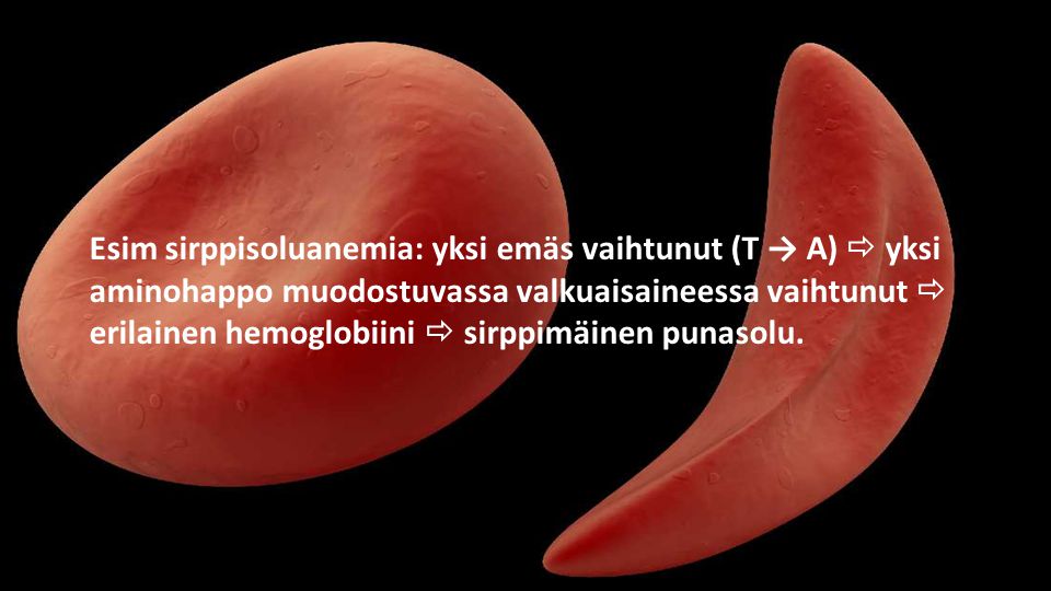 Esim sirppisoluanemia: yksi emäs vaihtunut (T → A)  yksi aminohappo muodostuvassa valkuaisaineessa vaihtunut  erilainen hemoglobiini  sirppimäinen punasolu.