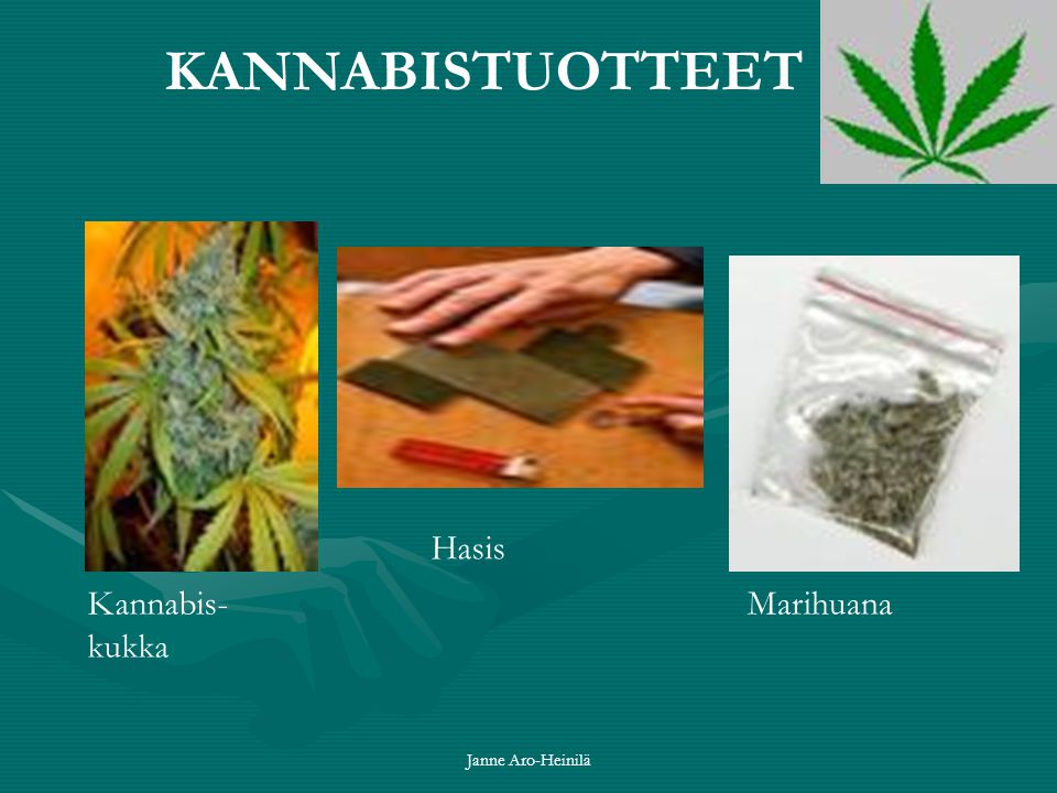 KANNABISTUOTTEET Hasis Kannabis-kukka Marihuana Janne Aro-Heinilä