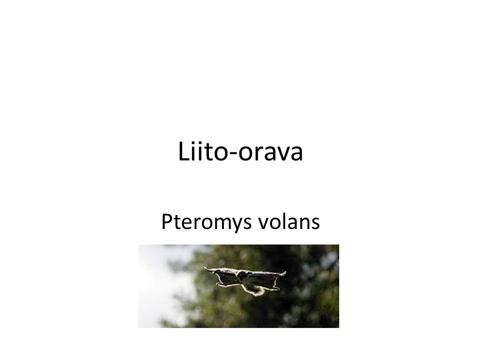 Liito-orava Pteromys volans