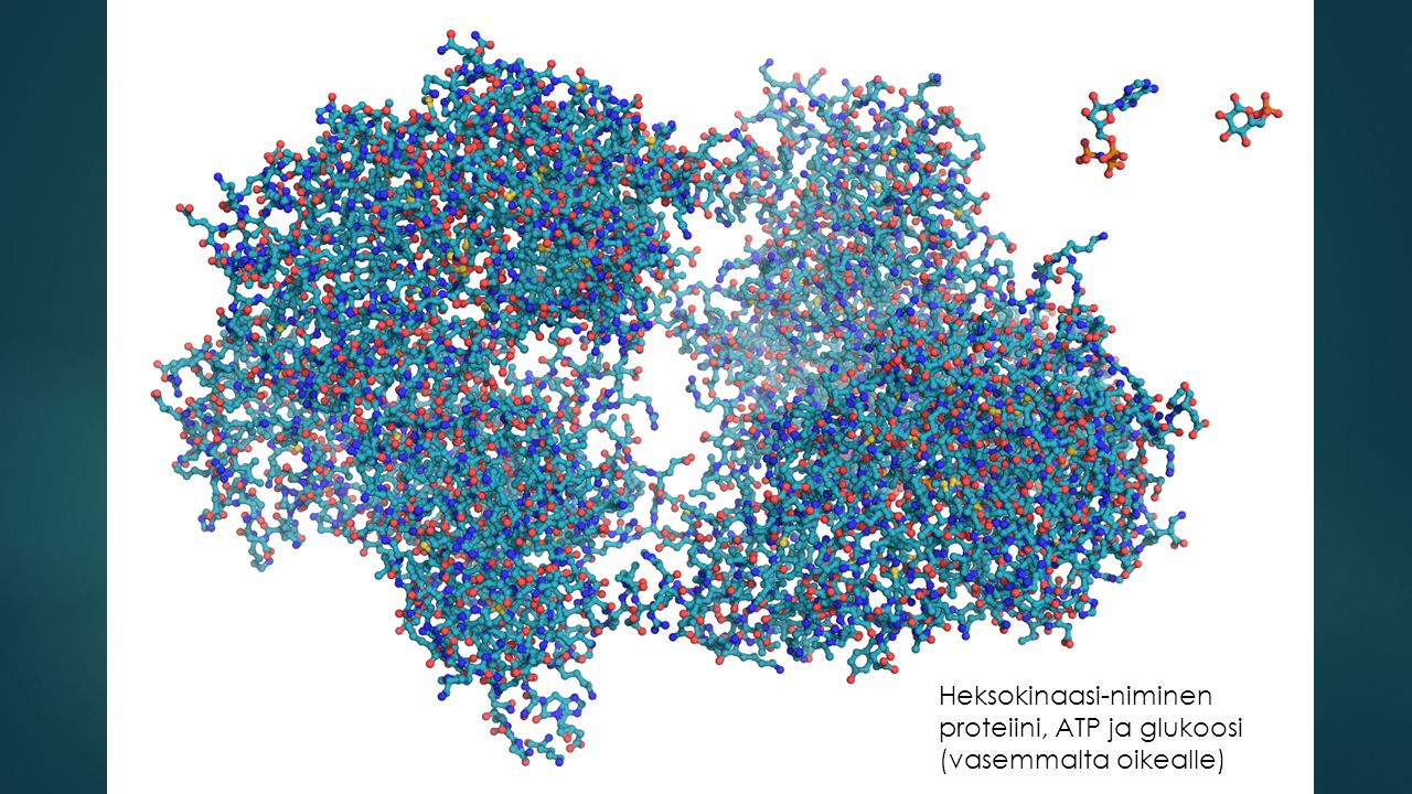 Heksokinaasi-niminen proteiini, ATP ja glukoosi (vasemmalta oikealle)