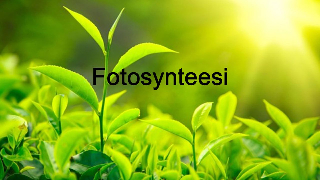 Fotosynteesi