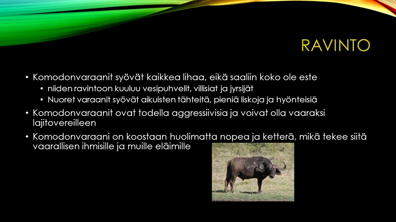 RAVINTO Komodonvaraanit syövät kaikkea lihaa, eikä saaliin koko ole este. niiden ravintoon kuuluu vesipuhvelit, villisiat ja jyrsijät.