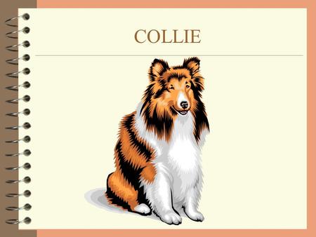 COLLIE. 14.10.2002 Collierodun historiaa 4 Alkuperästä ei varmaa tietoa, collien esi- isistä monia teorioita. 4 Todennäköisesti collie on syntynyt vanhoista.