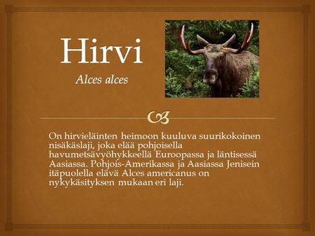 Hirvi Alces alces On hirvieläinten heimoon kuuluva suurikokoinen nisäkäslaji, joka elää pohjoisella havumetsävyöhykkeellä Euroopassa ja läntisessä Aasiassa.