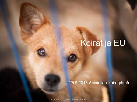 Koirat ja EU 25.9.2013 Animalian koiraryhmä. Ei yhtenäistettyä EU-lainsäädäntöä  Ei vaikutusvaltaa Lissabonin sopimus 2009.