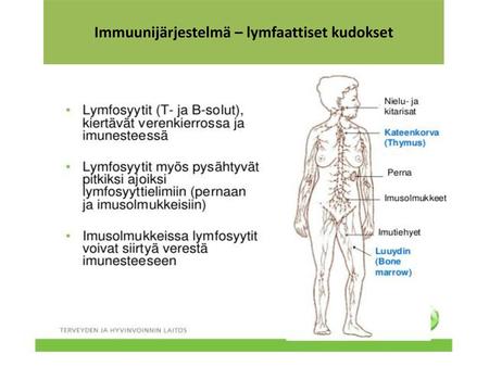 Immuunijärjestelmä – lymfaattiset kudokset