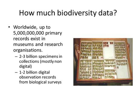 How much biodiversity data? Worldwide, up to 5,000,000,000 primary records exist in museums and research organisations. – 2-3 billion specimens in collections.