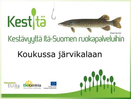 Koukussa järvikalaan Esox lucius. Järvikalan käytön lisäämisen tavoitteena on  suomalaisen ruokakulttuurin syventäminen  kotimaisen kalan arvostuksen.