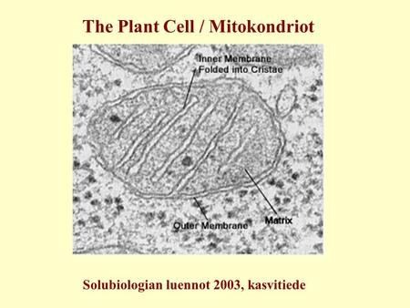 The Plant Cell / Mitokondriot