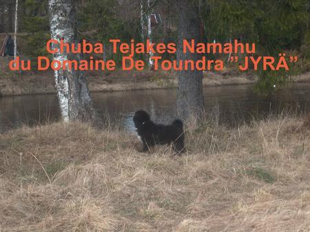 Chuba Tejakes Namahu du Domaine De Toundra ”JYRÄ”.