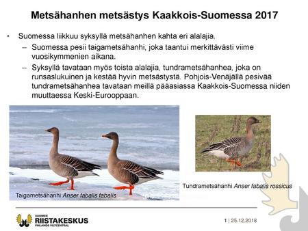 Metsähanhen metsästys Kaakkois-Suomessa 2017