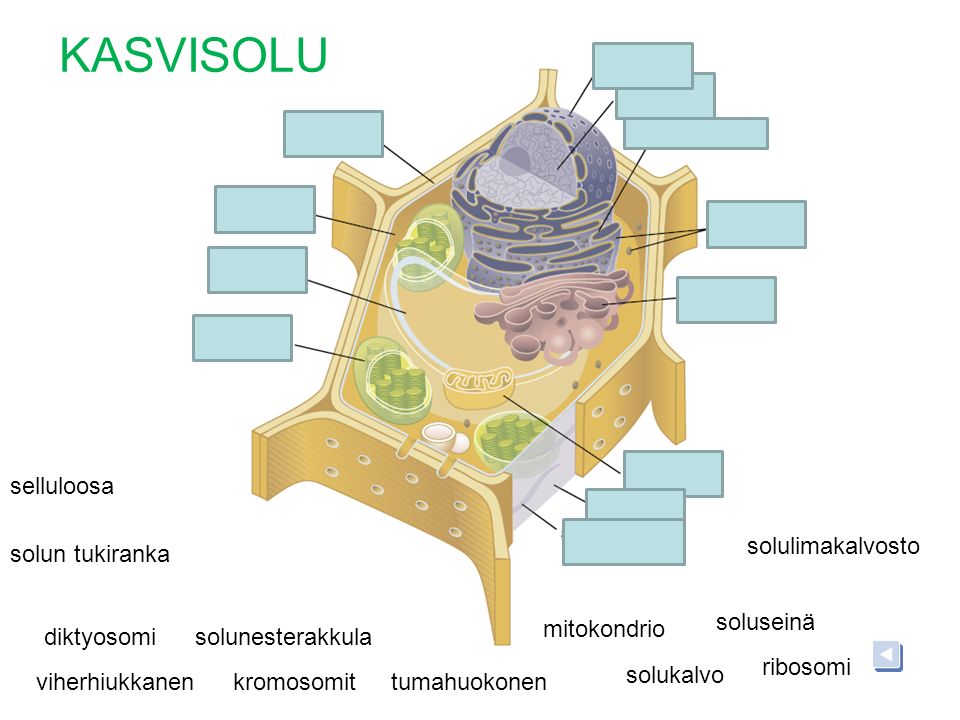 KASVISOLU selluloosa solulimakalvosto solun tukiranka soluseinä