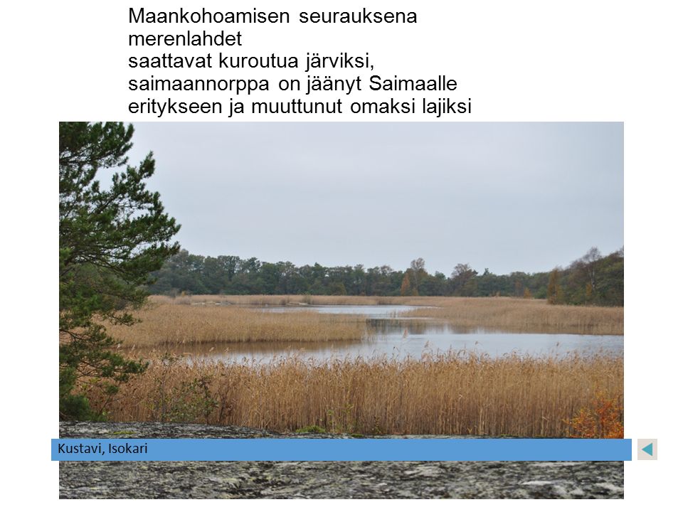 Maankohoamisen seurauksena merenlahdet saattavat kuroutua järviksi, saimaannorppa on jäänyt Saimaalle eritykseen ja muuttunut omaksi lajiksi
