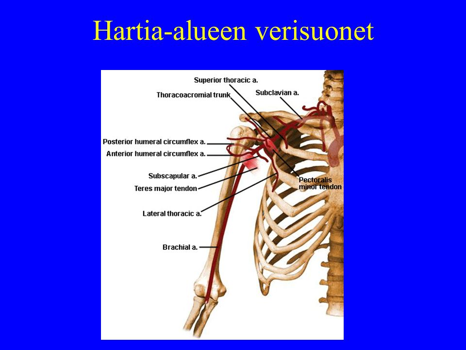 Hartia-alueen verisuonet