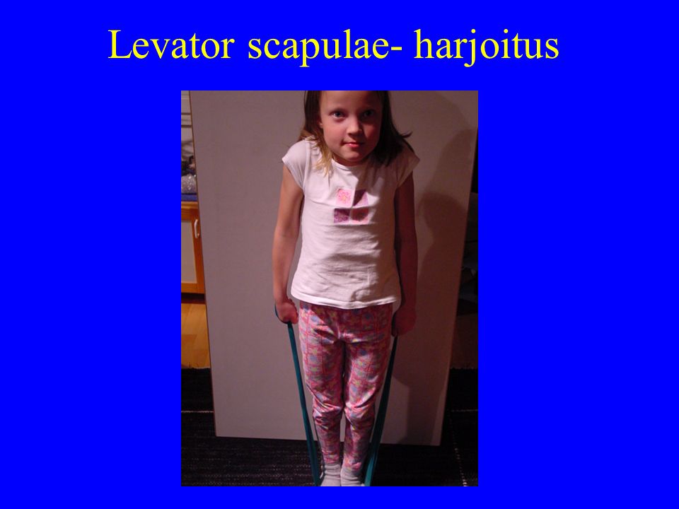 Levator scapulae- harjoitus