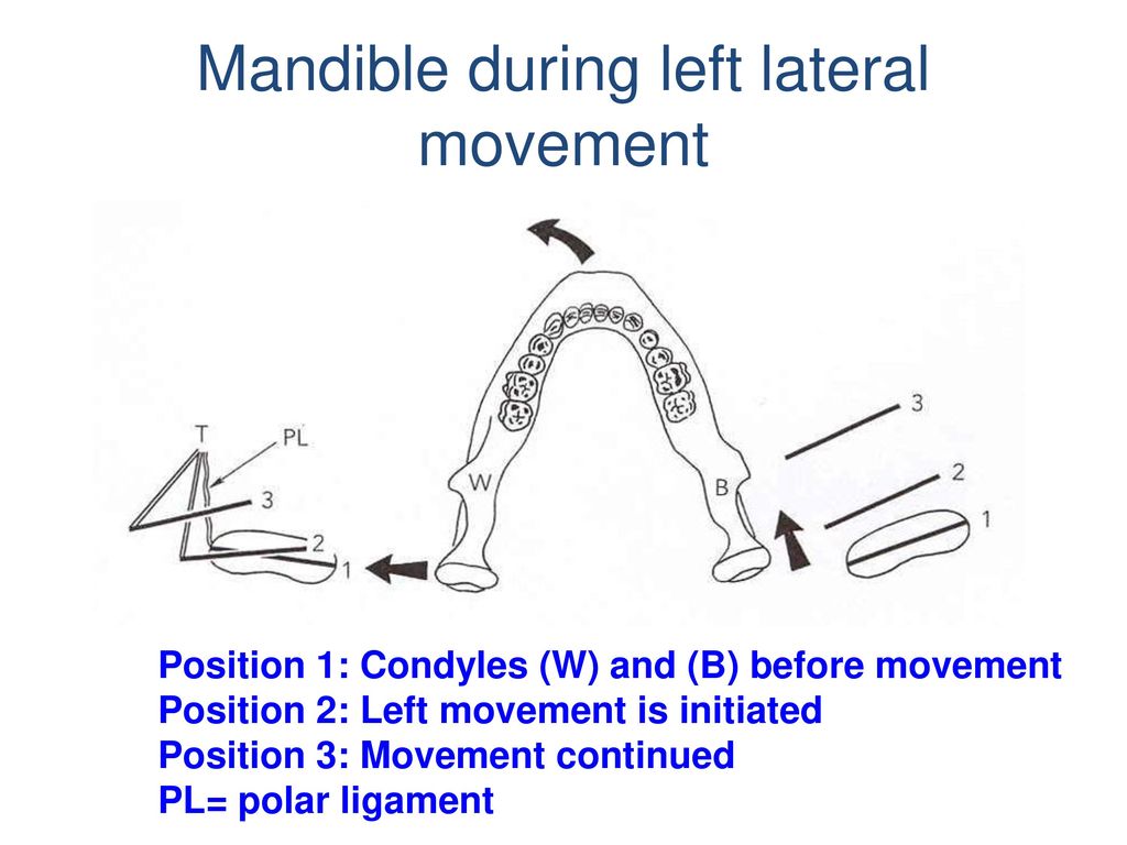 Mandible during left lateral movement