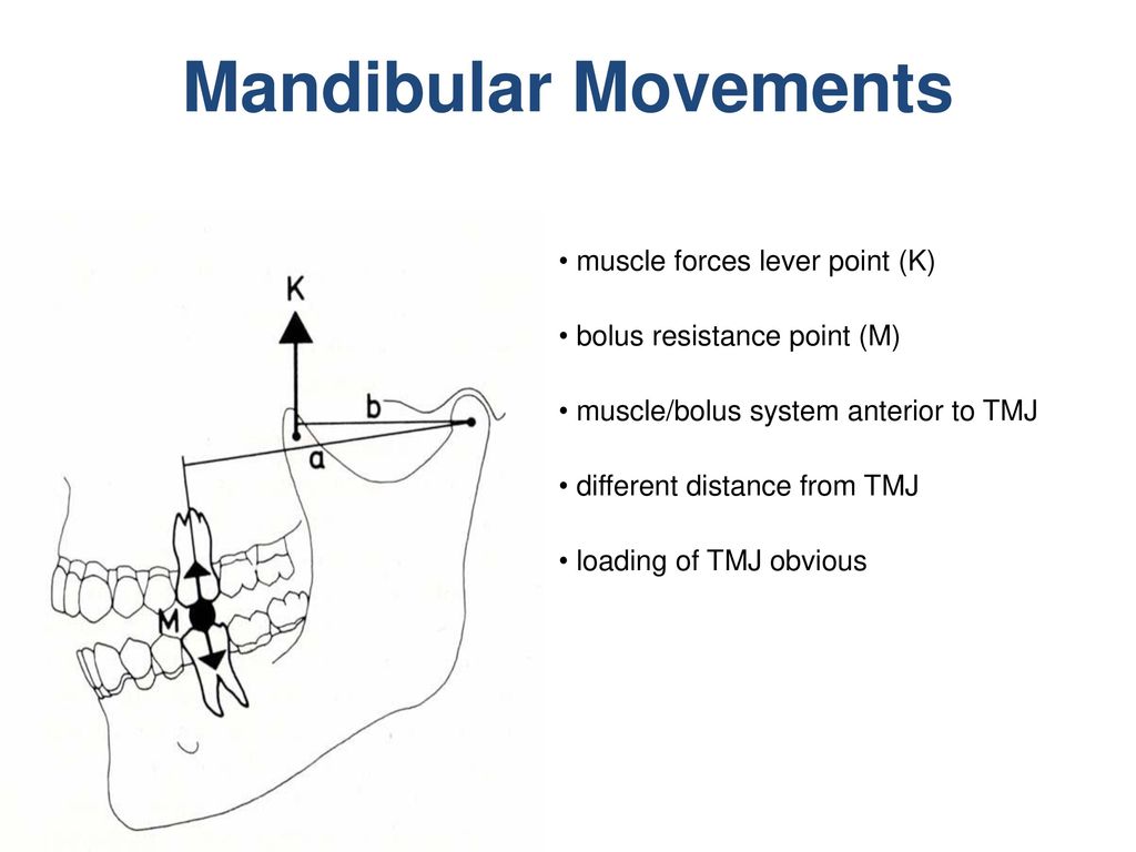 Mandibular Movements muscle forces lever point (K)