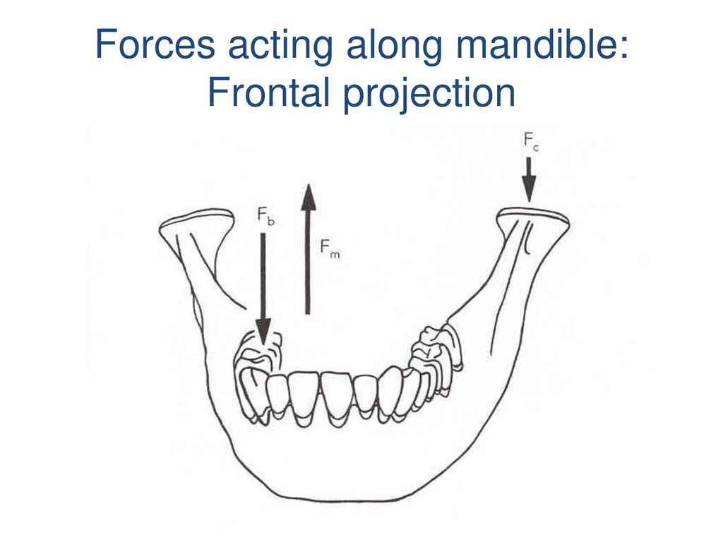 Forces acting along mandible: Frontal projection