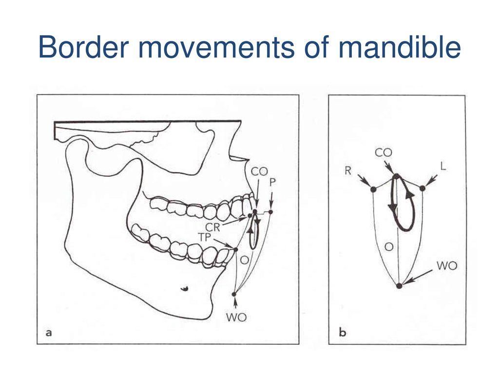Border movements of mandible