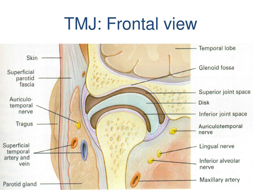 TMJ: Frontal view