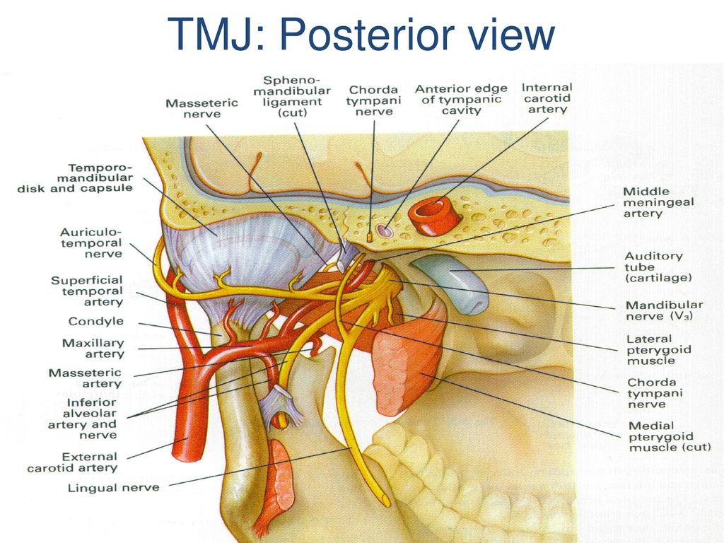 TMJ: Posterior view