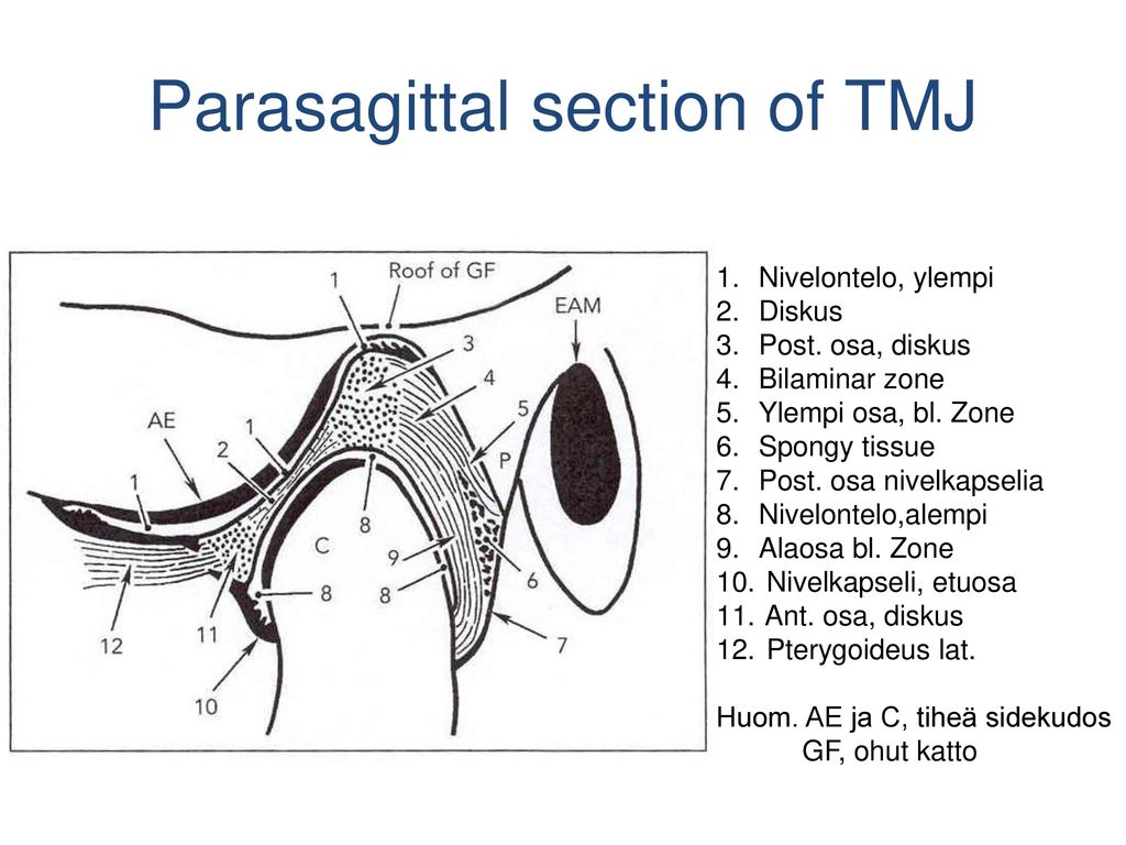 Parasagittal section of TMJ