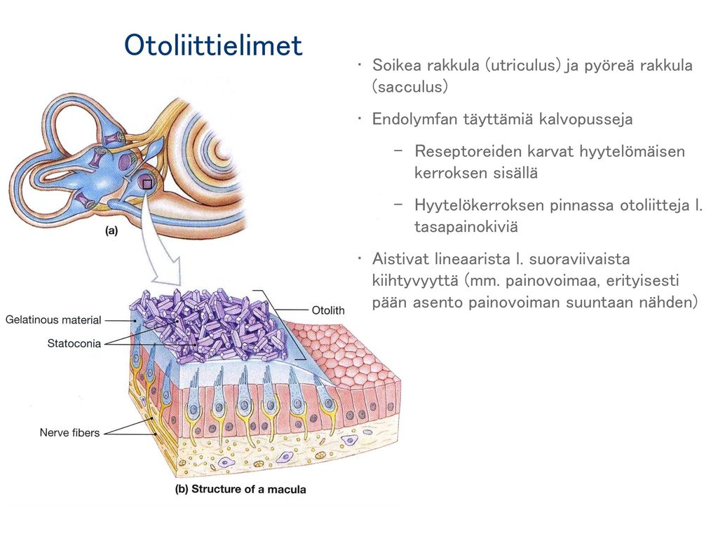 Otoliittielimet Soikea rakkula (utriculus) ja pyöreä rakkula (sacculus) Endolymfan täyttämiä kalvopusseja.