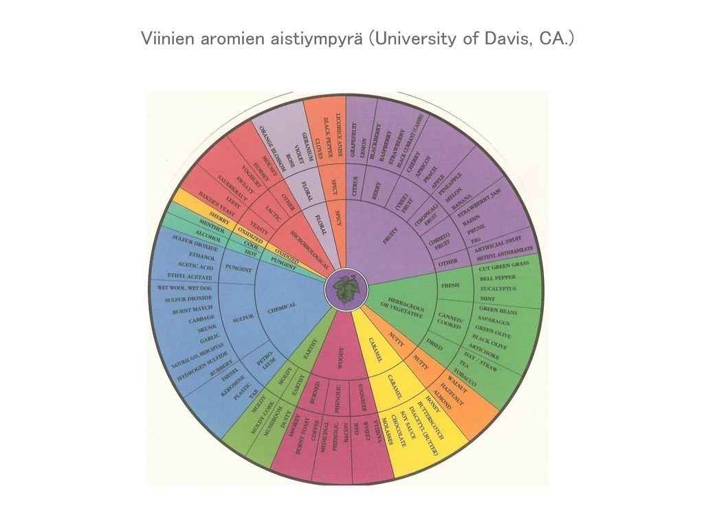 Viinien aromien aistiympyrä (University of Davis, CA.)