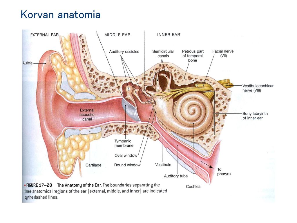 Korvan anatomia