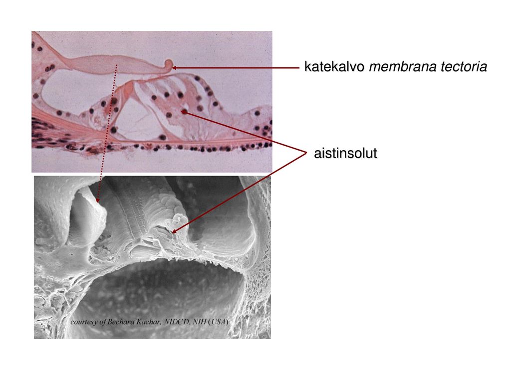 katekalvo membrana tectoria